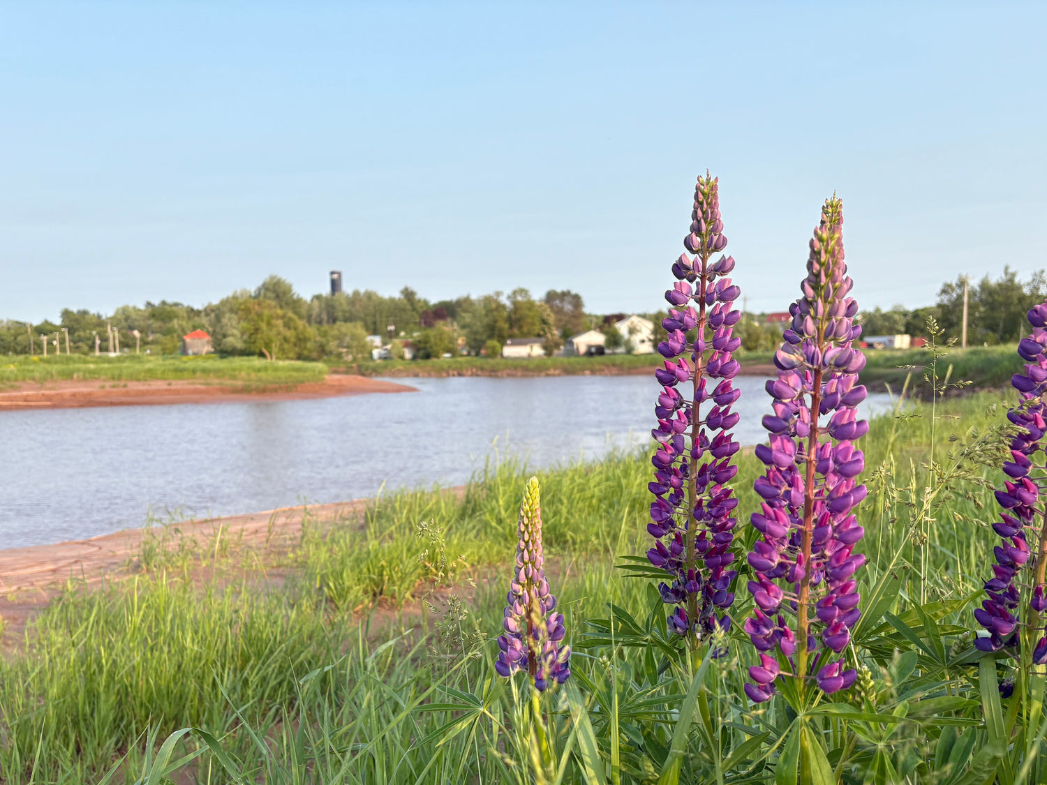 Purple flowers by a river with trees and buildings in the background